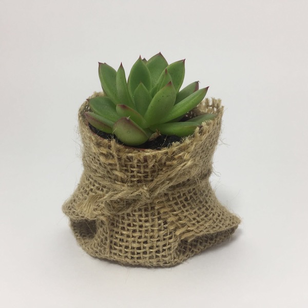 Suculenta en saco de Yute / Succulent Sack Jute - mod 01