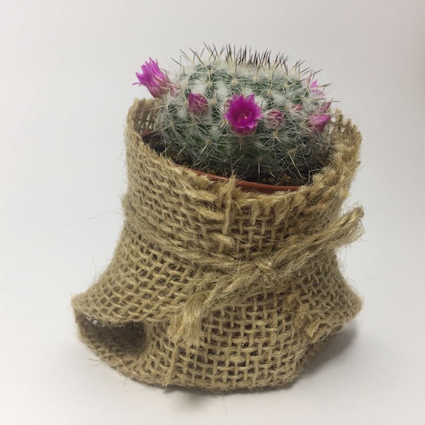 Cactus en saco de yute / Cactus Sack Jute mod 07