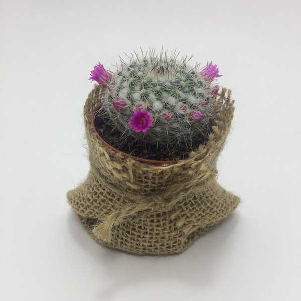 Cactus en saco de yute / Cactus Sack Jute mod 07