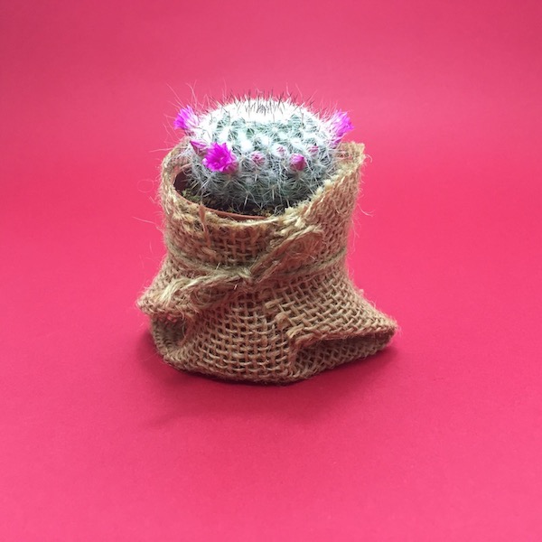 Cactus en saco de yute / Cactus Sack Jute mod 07