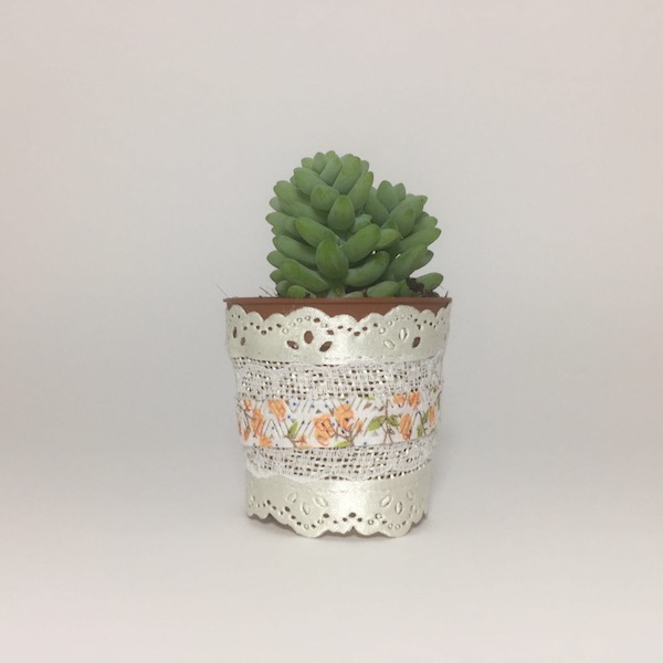 Aurora Succulent Boho Chic Style