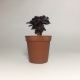 Cactus Aeonium Arboreum. Maceta de plástico redonda de 5,5cm de diámetro y 5cm de alto. 