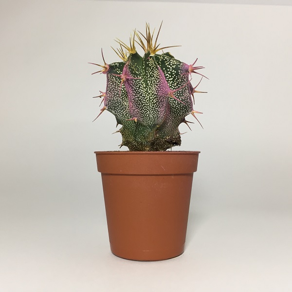 Cactus Astrophytum Ornatum rosa. Maceta de plástico redonda de 5,5cm diámetro y 5cm de alto