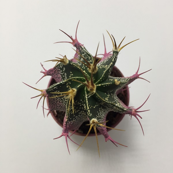 Cactus Astrophytum Ornatum rosa. Maceta de plástico redonda de 5,5cm diámetro y 5cm de alto