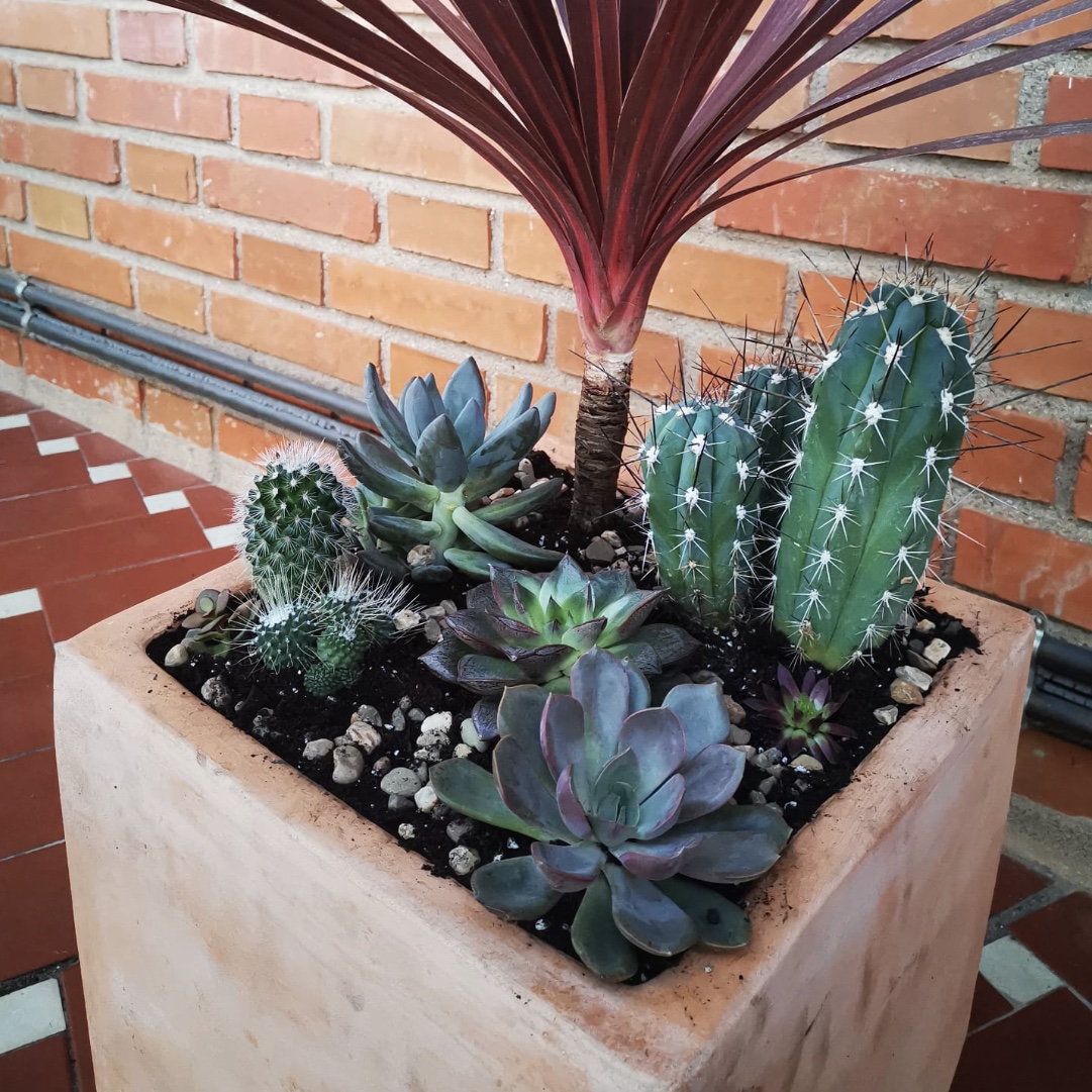 LOS CACTUS, UNA FUENTE DE POSITIVIDAD Y ENERGÍA 2