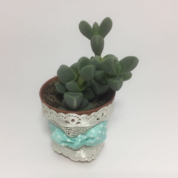 Cinderella Succulent Boho Chic Style