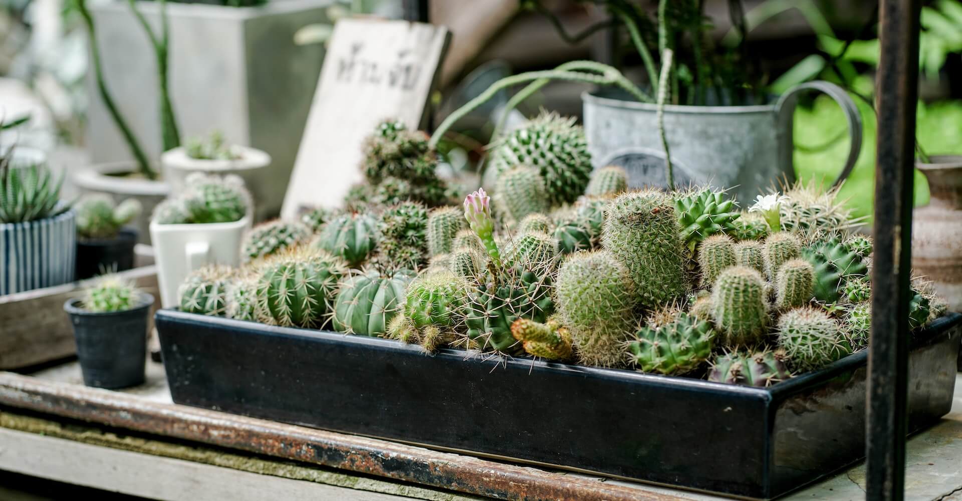 Catálogo y exposición. Decoración de bodas y comuniones con cactus y suculentas. Bodas y celebraciones