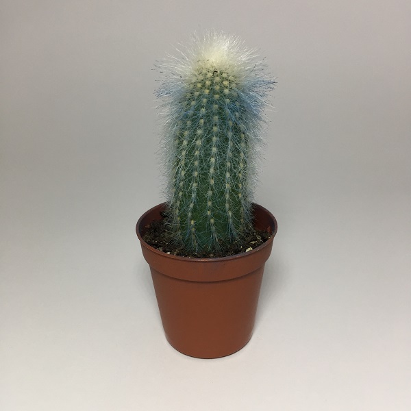 Cactus Cleistocactus Strausii. Maceta de plástico redonda de 5,5cm diámetro y 5cm de alto color azul