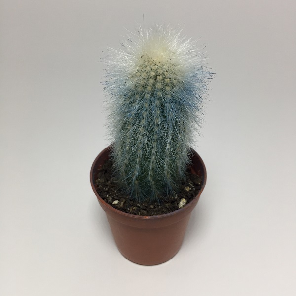 Cactus Cleistocactus Strausii. Maceta de plástico redonda de 5,5cm diámetro y 5cm de alto color azul