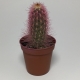 Cactus Cleistocactus Strausii. Maceta de plástico redonda de 5,5cm diámetro y 5cm de alto color rosa