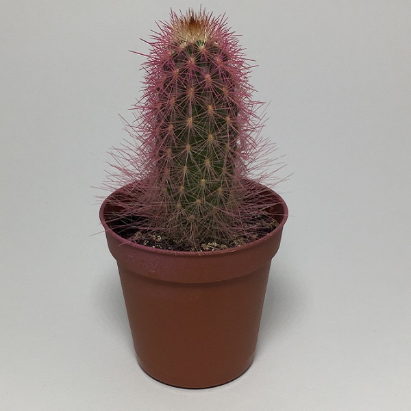 Cactus Cleistocactus Strausii. Maceta de plástico redonda de 5,5cm diámetro y 5cm de alto color rosa