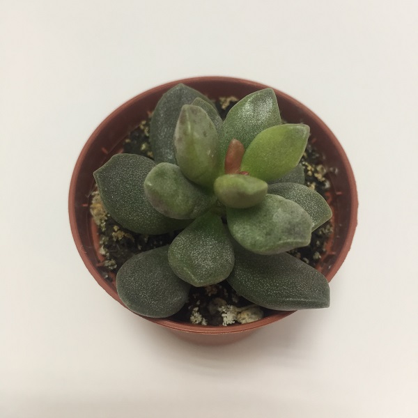 Suculenta Crassula Nudicaulis Herrei. Maceta de plástico redonda de 5,5cm diámetro y 5cm de alto