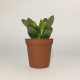 Suculenta Crassula Ovata Minor. Maceta de plástico redonda de 5,5cm de diámetro y 5cm de alto