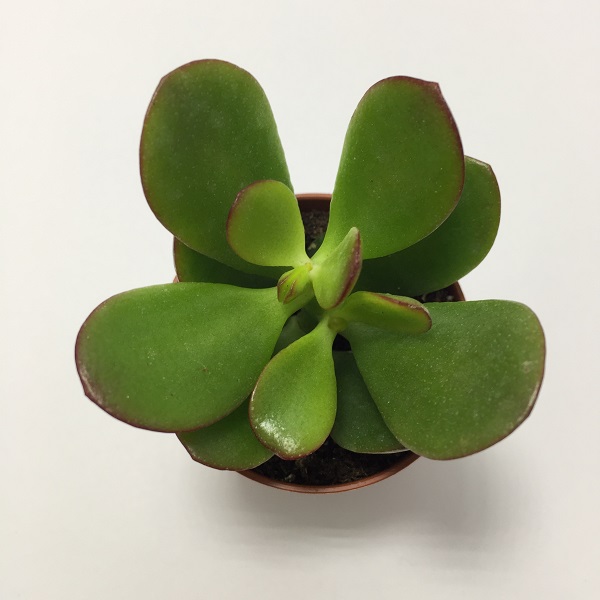 Suculenta Crassula Ovata Minor. Maceta de plástico redonda de 5,5cm de diámetro y 5cm de alto