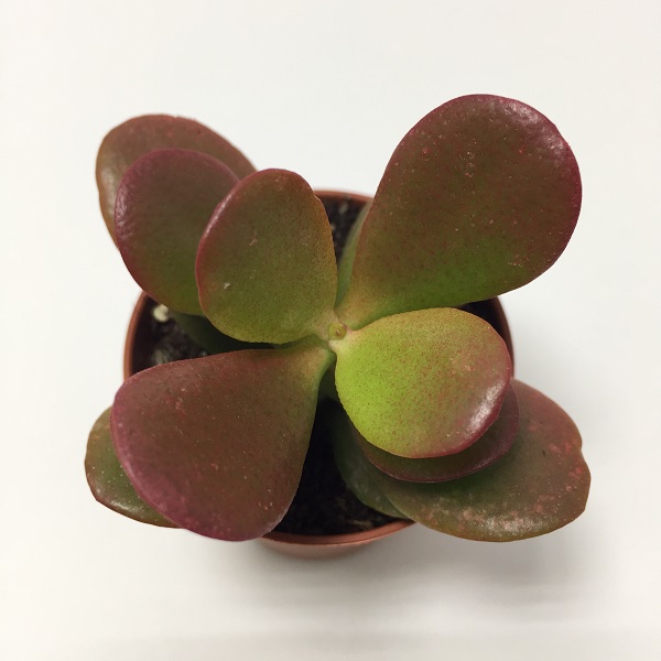 Suculenta Crassula Ovata Minor ROJA. Maceta de plástico redonda de 5,5cm de diámetro y 5cm de alto