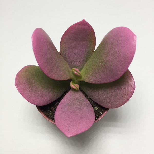 Suculenta Crassula Ovata Minor ROSA. Maceta de plástico redonda de 5,5cm diámetro y 5cm de alto