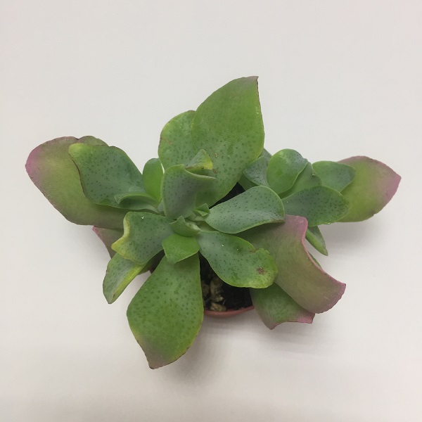 Suculenta Crassula Ovata Undulata. Maceta de plástico redonda de 5,5cm diámetro y 5cm de alto