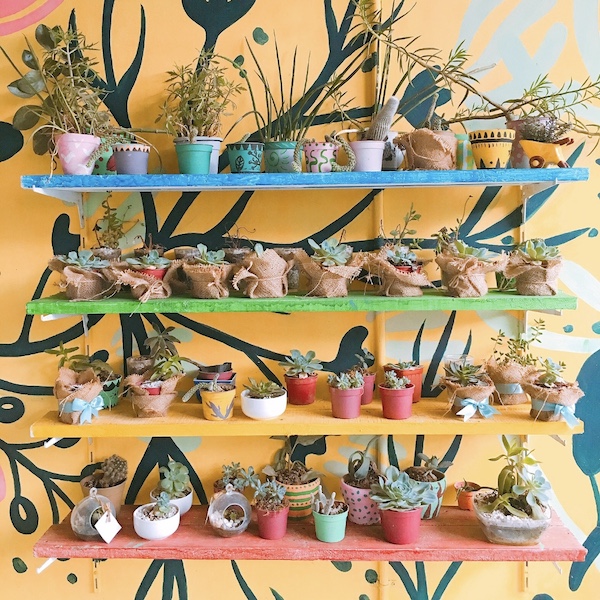 Decoración de hogar y jardines. Cactus y suculentas. El Taller del Encanto. Tienda online