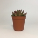 Suculenta Echevaria Agavoides. Maceta de plástico redonda de 5,5cm diámetro y 5cm de alto