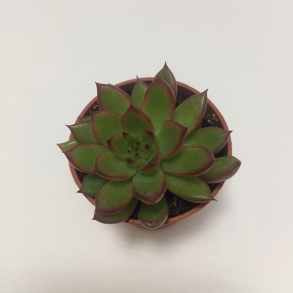 Suculenta Echevaria Agavoides. Maceta de plástico redonda de 5,5cm diámetro y 5cm de alto