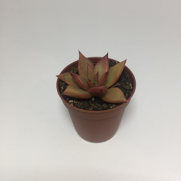 Suculenta Echevaria Agavoides Romeo. Maceta de plástico redonda de 5,5cm diámetro y 5cm de alto