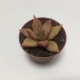 Suculenta Echevaria Agavoides Romeo. Maceta de plástico redonda de 5,5cm diámetro y 5cm de alto