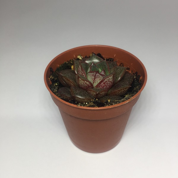 Suculenta Echevaria Purpusorum. Maceta de plástico redonda de 5,5cm diámetro y 5cm de alto