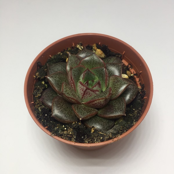 Suculenta Echevaria Purpusorum. Maceta de plástico redonda de 5,5cm diámetro y 5cm de alto