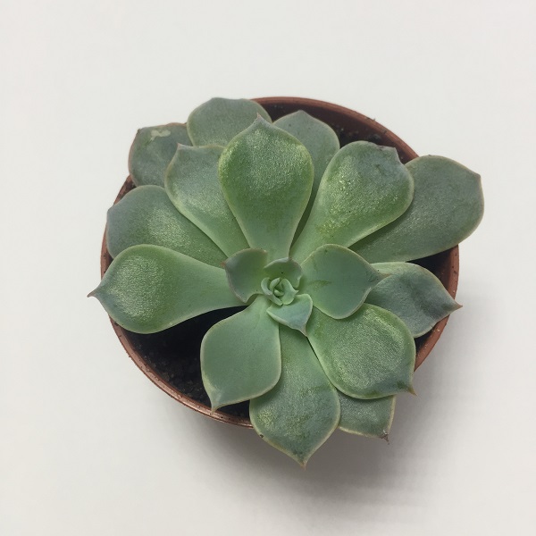 Suculenta Echevaria Shamrock. Maceta de plástico redonda de 5,5cm diámetro y 5cm de alto