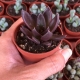 ECHEVERIA AFFINIS 3