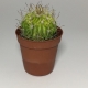 Cactus Echinocactus Arrigens. Maceta de plástico redonda de 5,5cm diámetro y 5cm de alto