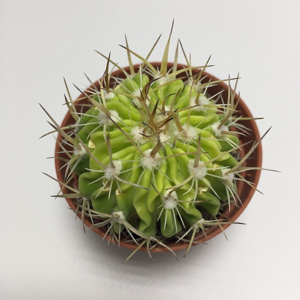 Cactus Echinocactus Arrigens. Maceta de plástico redonda de 5,5cm diámetro y 5cm de alto