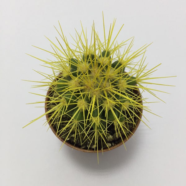 Cactus Echinocactus Grusonii. Maceta de plástico redonda de 5,5cm diámetro y 5cm de alto color amarillo