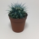 Cactus Echinocactus Grusonii. Maceta de plástico redonda de 5,5cm diámetro y 5cm de alto color azul