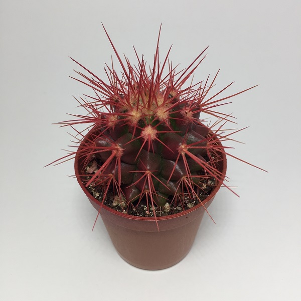 Cactus Echinocactus Grusonii. Maceta de plástico redonda de 5,5cm diámetro y 5cm de alto color rojo
