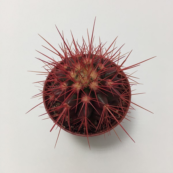 Cactus Echinocactus Grusonii. Maceta de plástico redonda de 5,5cm diámetro y 5cm de alto color rojo