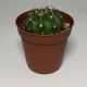Cactus Echinopsis Obrepanda. Maceta de plástico redonda de 5,5cm diámetro y 5cm de alto