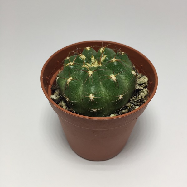 Cactus Echinopsis Obrepanda. Maceta de plástico redonda de 5,5cm diámetro y 5cm de alto