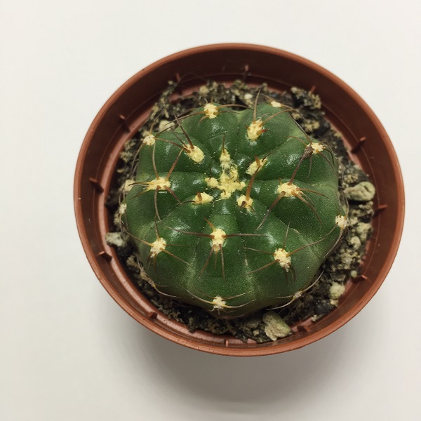 Cactus Echinopsis Obrepanda. Maceta de plástico redonda de 5,5cm diámetro y 5cm de alto