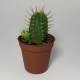 Cactus Euphorbia Ferox. Maceta de plástico redonda de 5,5cm diámetro y 5cm de alto