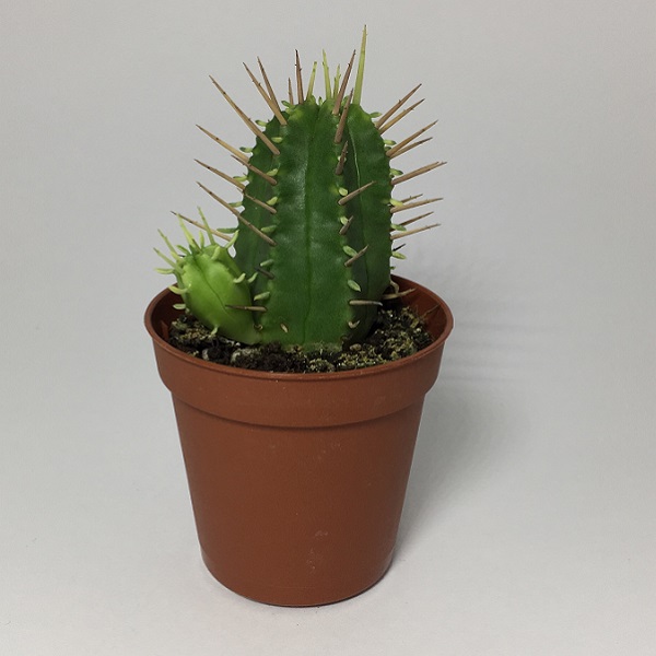 Cactus Euphorbia Ferox. Maceta de plástico redonda de 5,5cm diámetro y 5cm de alto