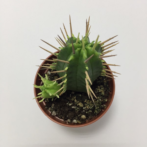 Cactus Euphorbia Ferox. Maceta de plástico redonda de 5,5cm diámetro y 5cm de alto