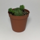 Cactus Euphorbia Obesa. Maceta de plástico redonda de 5,5cm diámetro y 5cm de alto