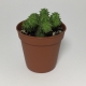 Cactus Euphorbia Suzannae. Maceta de plástico redonda de 5,5cm diámetro y 5cm de alto