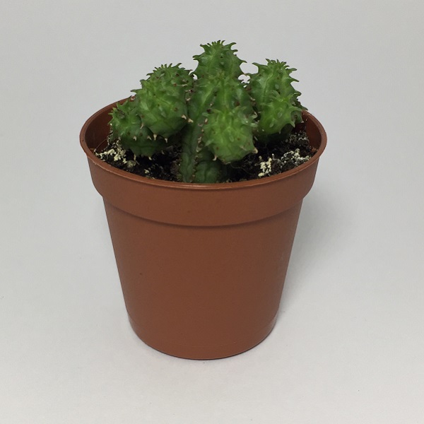 Cactus Euphorbia Suzannae. Maceta de plástico redonda de 5,5cm diámetro y 5cm de alto