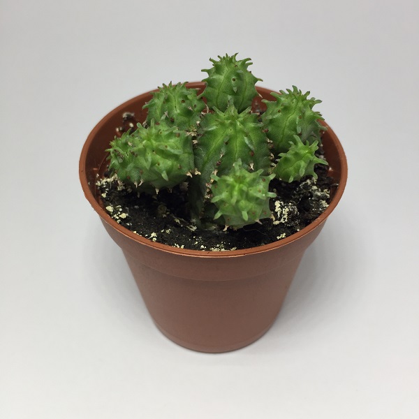 Cactus Euphorbia Suzannae. Maceta de plástico redonda de 5,5cm diámetro y 5cm de alto