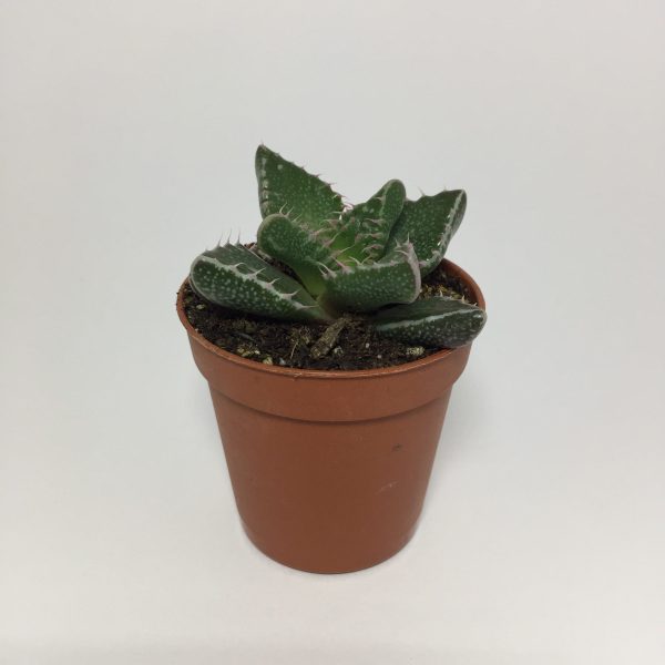 Cactus Faucaria Tigrina. Maceta de plástico redonda de 5,5cm diámetro y 5cm de alto