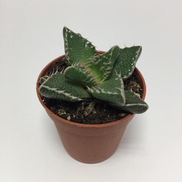 Cactus Faucaria Tigrina. Maceta de plástico redonda de 5,5cm diámetro y 5cm de alto