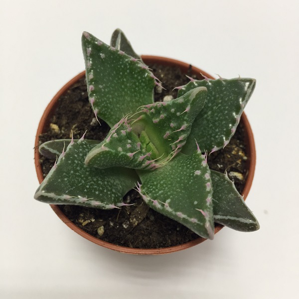 Cactus Faucaria Tigrina. Maceta de plástico redonda de 5,5cm diámetro y 5cm de alto