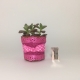 Kitty succulent Boho Chic